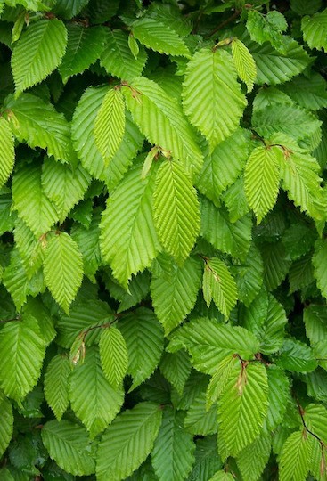 Hornbeam