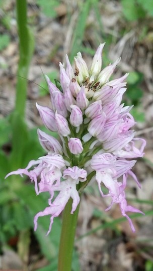 Orchis italica