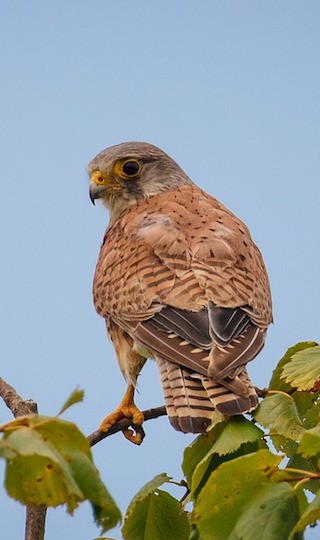 Kestrel