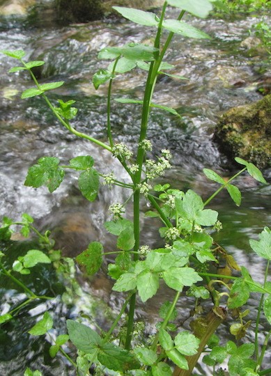 Lesser waterparsnip