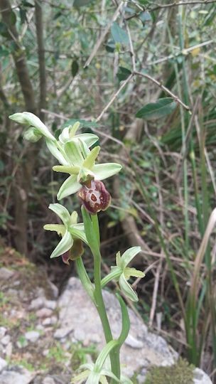 Ophrys apifera