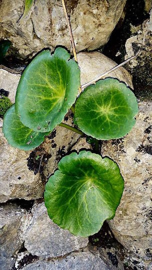 Pennywort