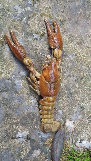 Crayfish