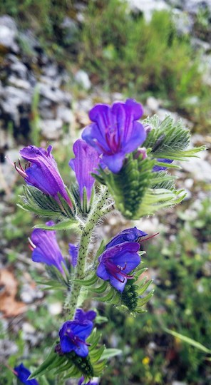 Blue Viper's bugloss