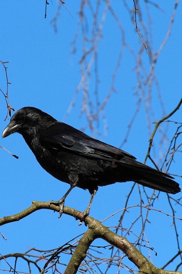 Corvus