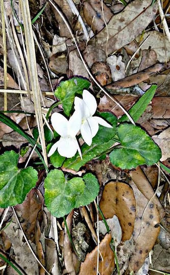 Cyclamen albino
