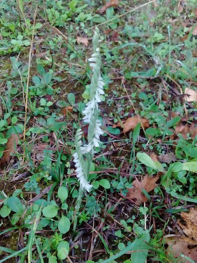 Spiranthes spiralis