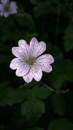 Striated geranium