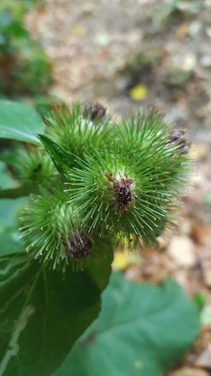 Burdock