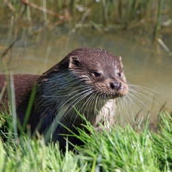 Otter